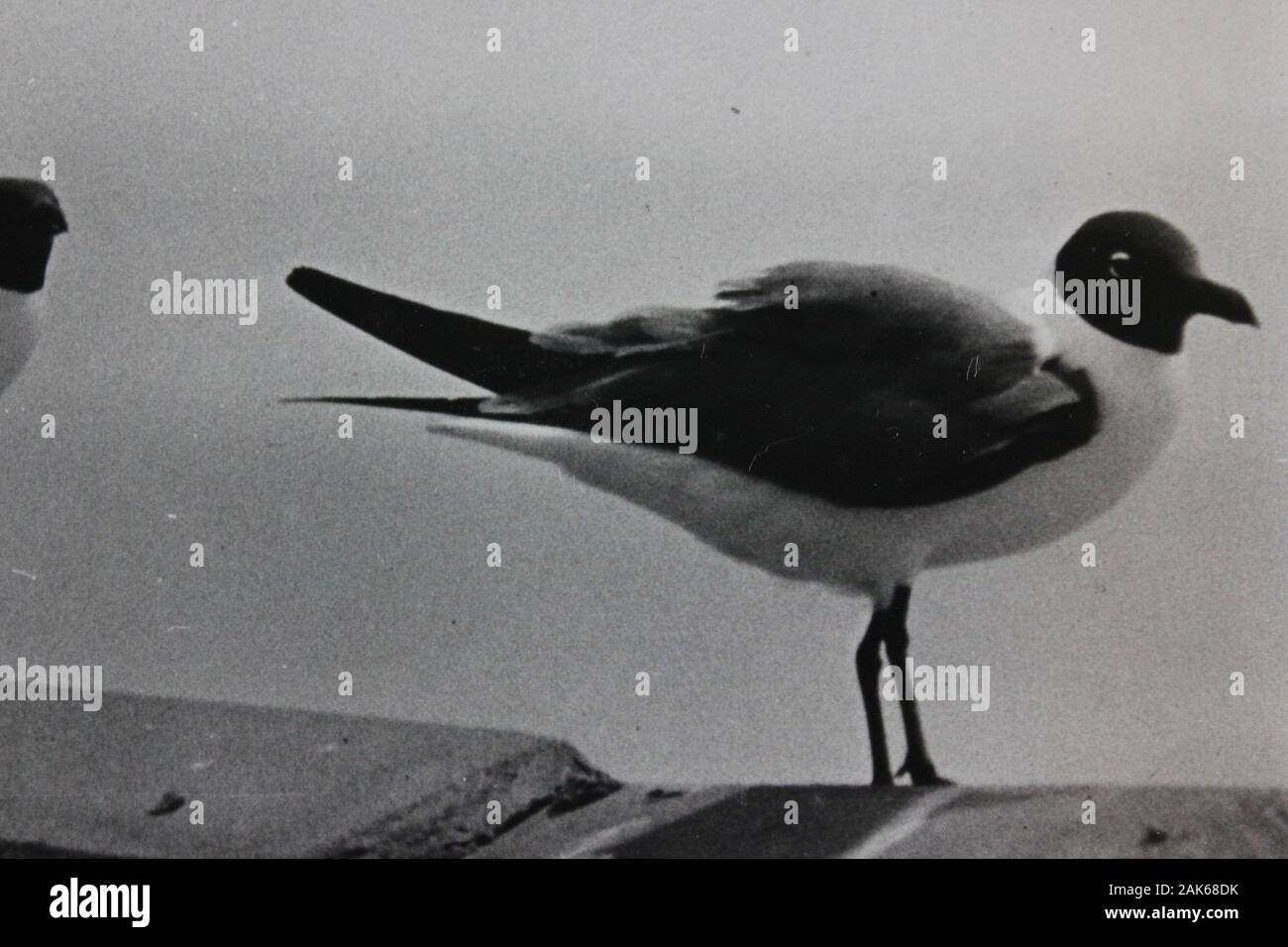 Photo vintage noir et blanc fin des années 70 d'un mouette Banque D'Images