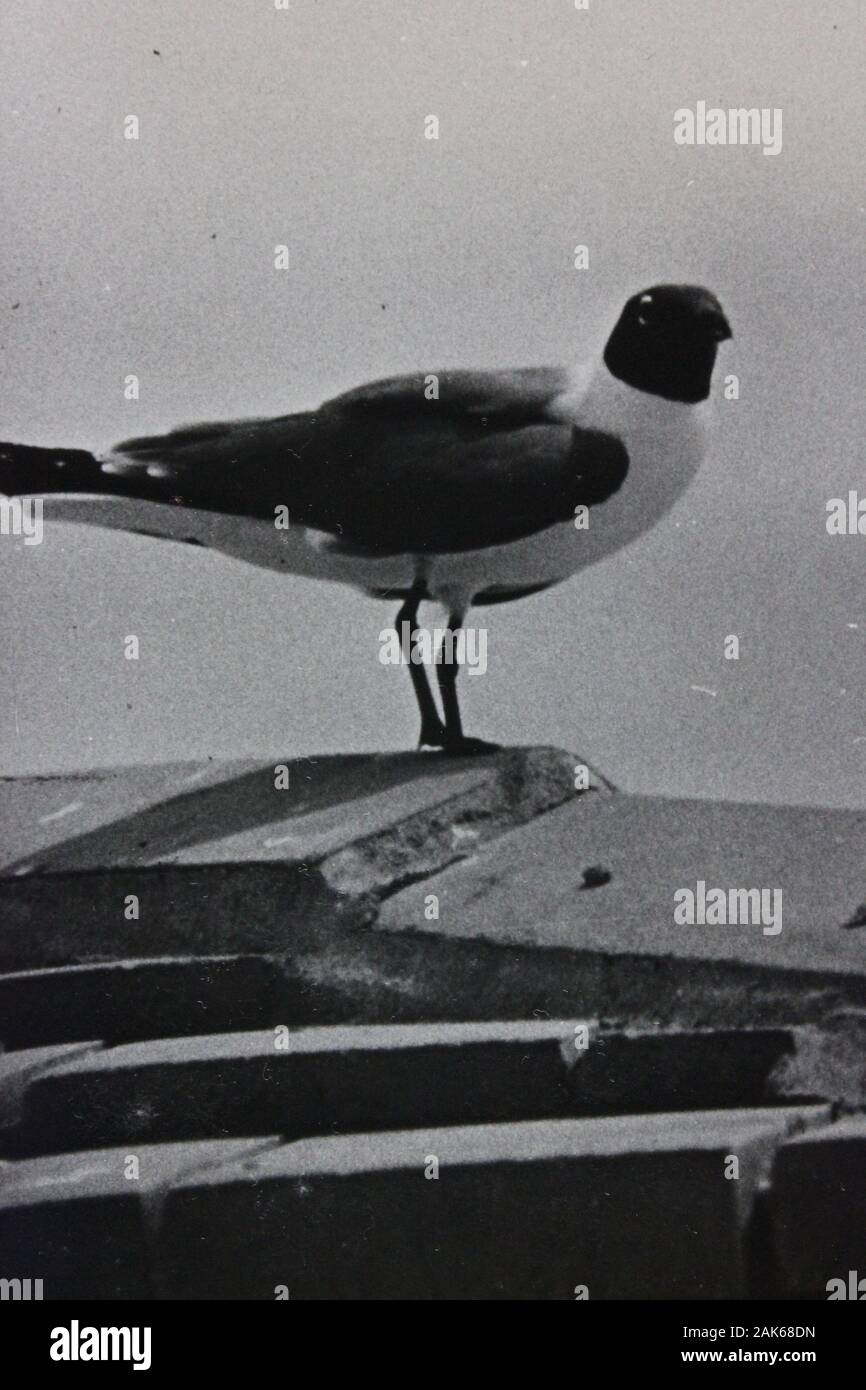 Photo vintage noir et blanc fin des années 70 d'un mouette Banque D'Images