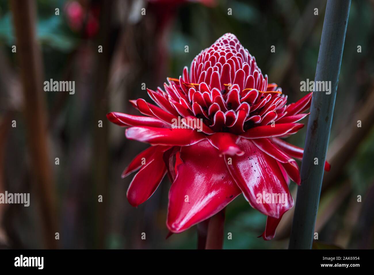 Fleur rouge exotique comme elle pousse dans la jungle amazonas (Parc national de Tambopata, Pérou, Amérique du Sud) Banque D'Images