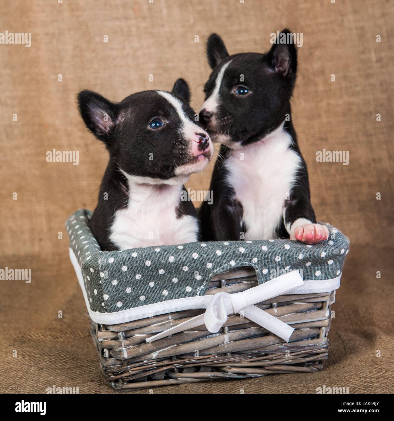 Drole De Petits Bebes Deux Chiens Chiots Basenji Sur Mur Blanc Photo Stock Alamy