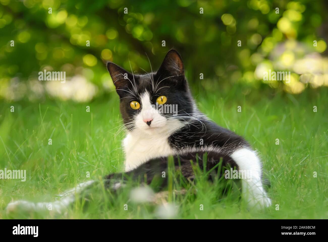 Chat mignon, Tuxedo noir et blanc motif bicolore, European Shorthair, allongé sur le dos sur un jardin d'herbe verte prairie et à curieusement Banque D'Images