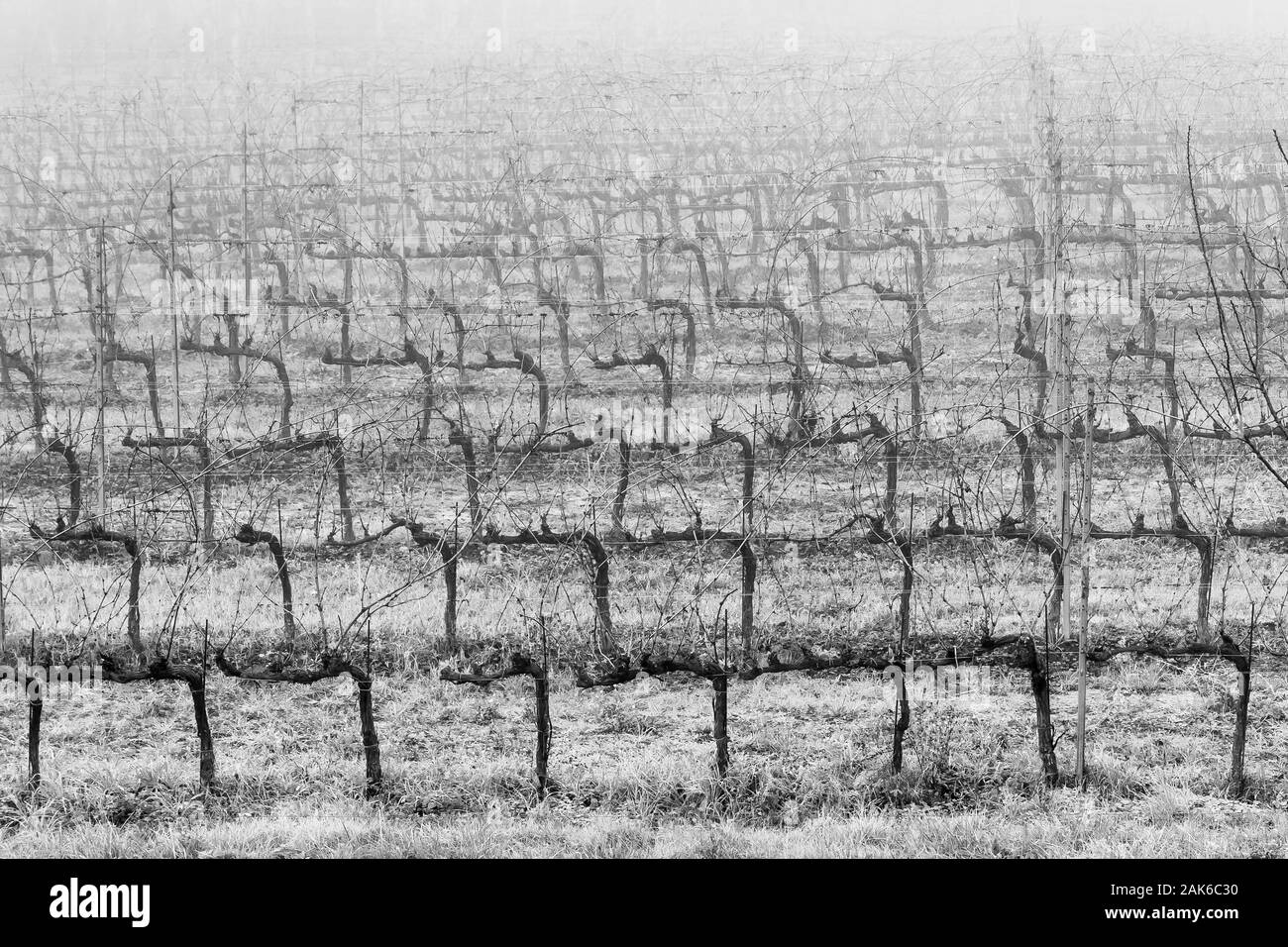 Belle vue en noir et blanc d'un vignoble du Chianti dans la saison d'hiver avec le gel et le brouillard Banque D'Images