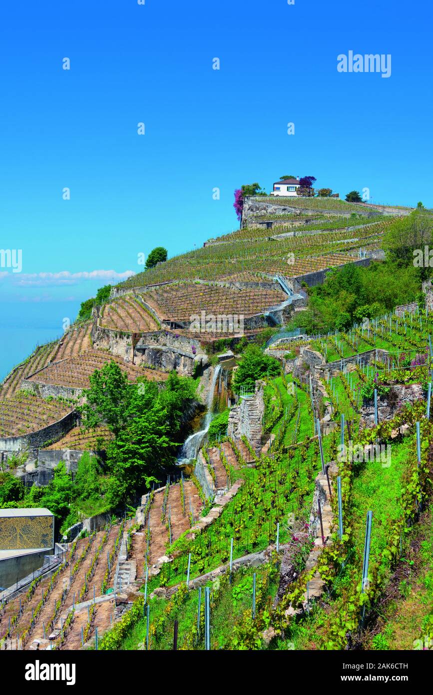 Kanton Waadt : Weindorf Lavaux oberhalb von Lausanne am Genfer See, Schweiz | utilisée dans le monde entier Banque D'Images