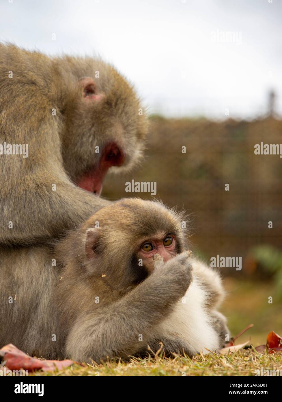 Les singes macaques japonais dans Iwatayama Monkey Park, de Arashiyama, Kyoto, Japon Banque D'Images