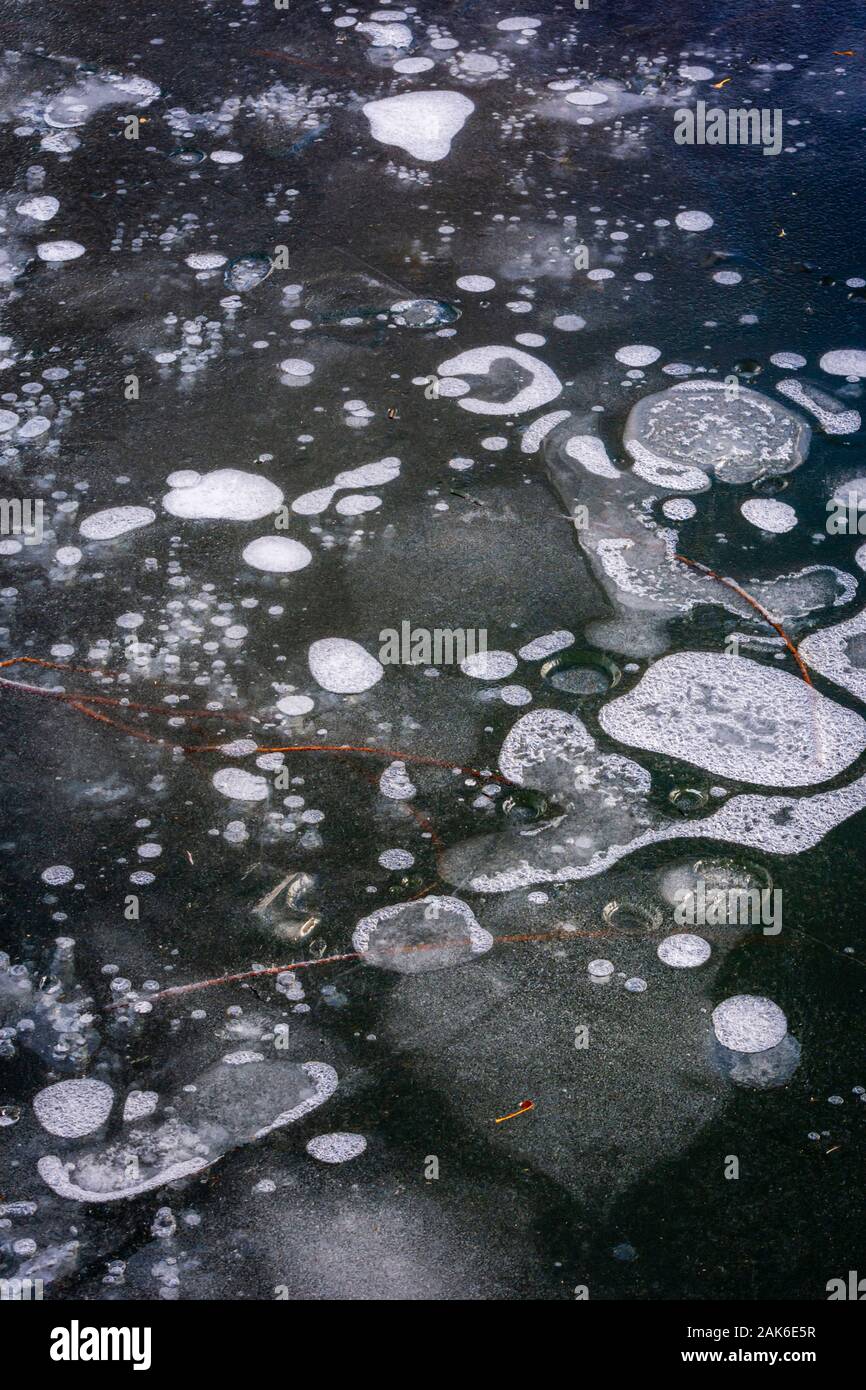 Close up detail de bulles dans l'étang de castor causés par l'activité des castors sur l'expiration sous l'eau. Sellar's Gulch, Castle Rock Colorado USA. Banque D'Images