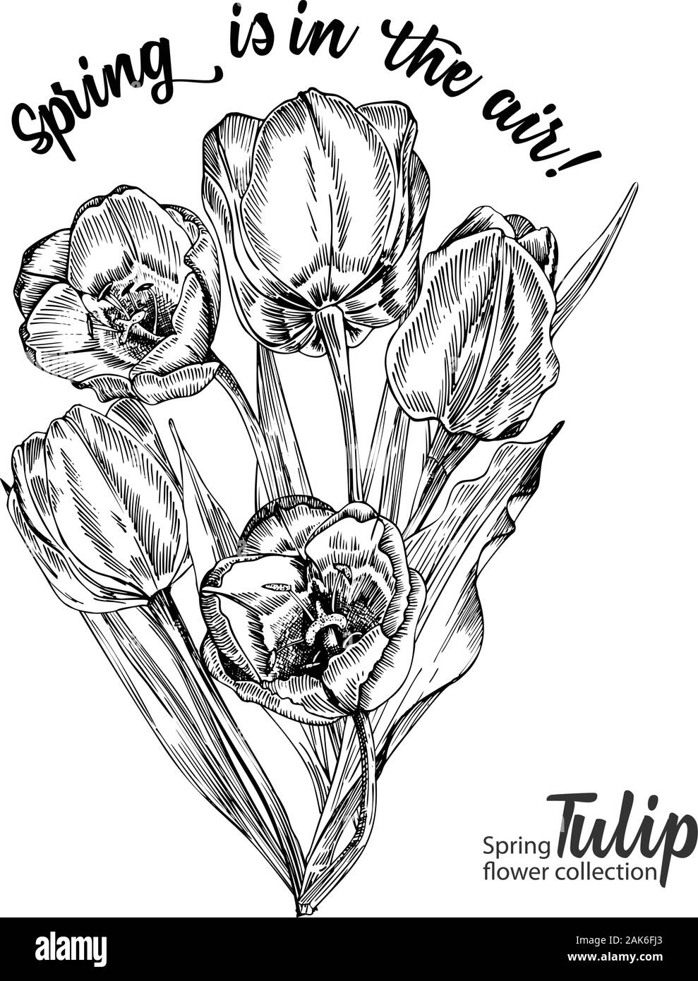 Fleurs de Printemps bouquet de tulipes sur fond blanc. Le style de dessin gravure en ligne. Nature botanique croquis réalistes pour motif floral de mariage Illustration de Vecteur