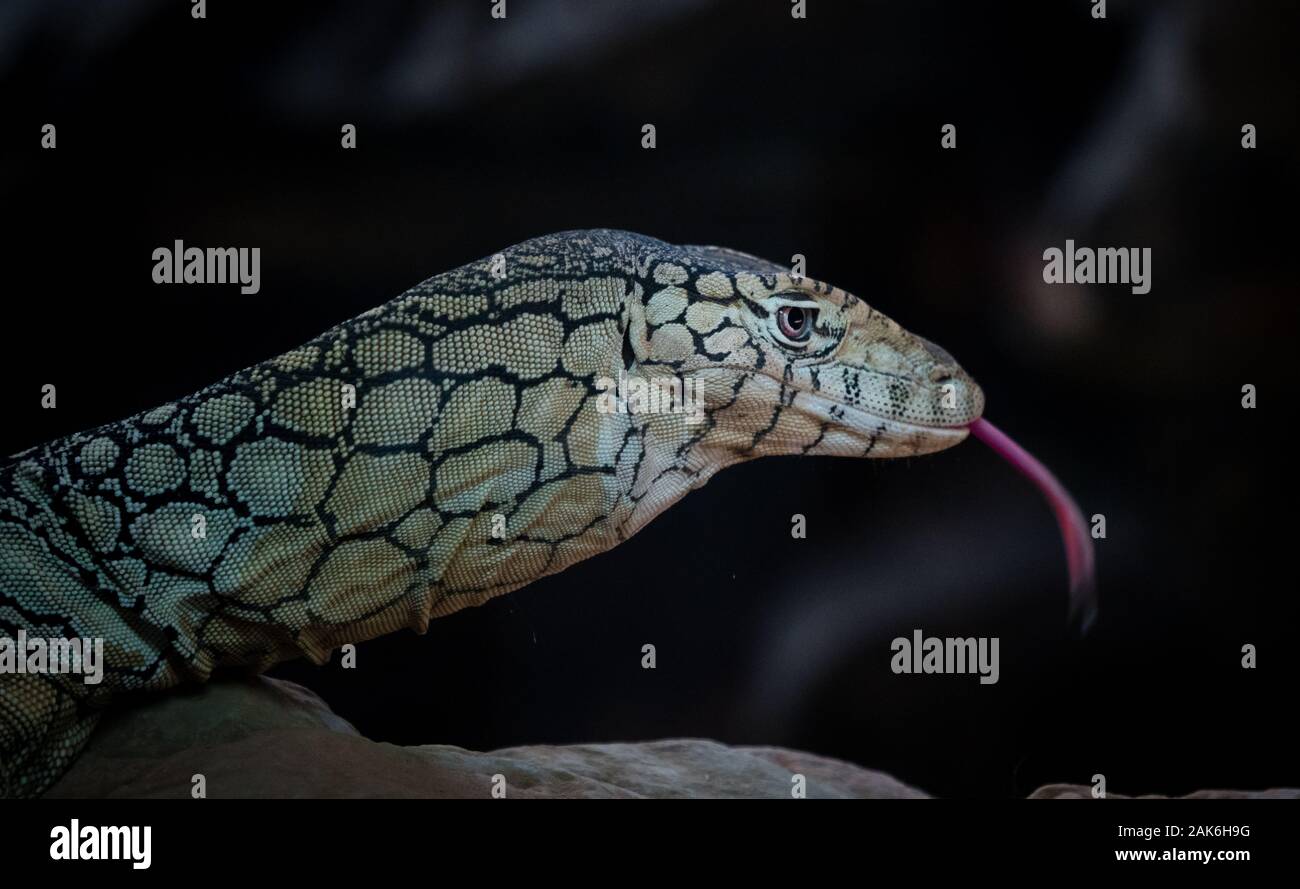 Varan Perentie flicks out c'est la langue pour sentir l'air. Banque D'Images