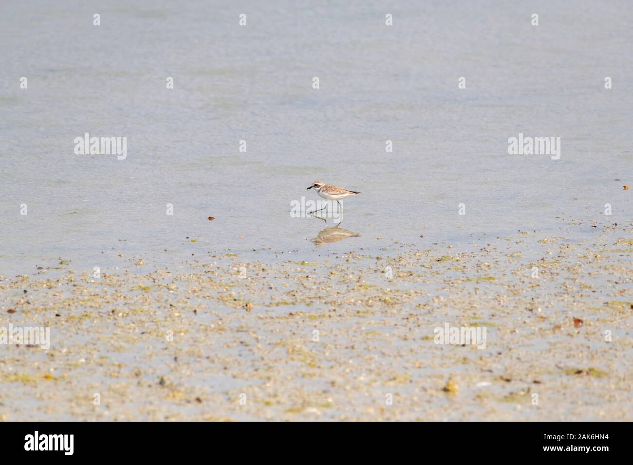 Petit oiseau marchant dans l'eau par marée basse dans une mangrove Banque D'Images