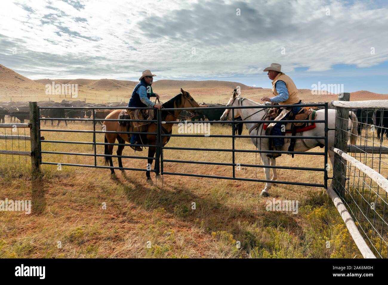 WY04134-00...WYOMING - Cowboys dans une ronde de bovins sur le Willow Creek Ranch. Banque D'Images