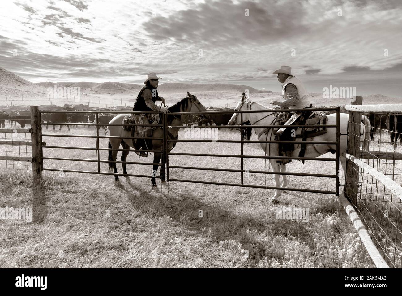 WY04134-00-BW....WYOMING - Cowboys dans une ronde de bovins sur le Willow Creek Ranch. Banque D'Images