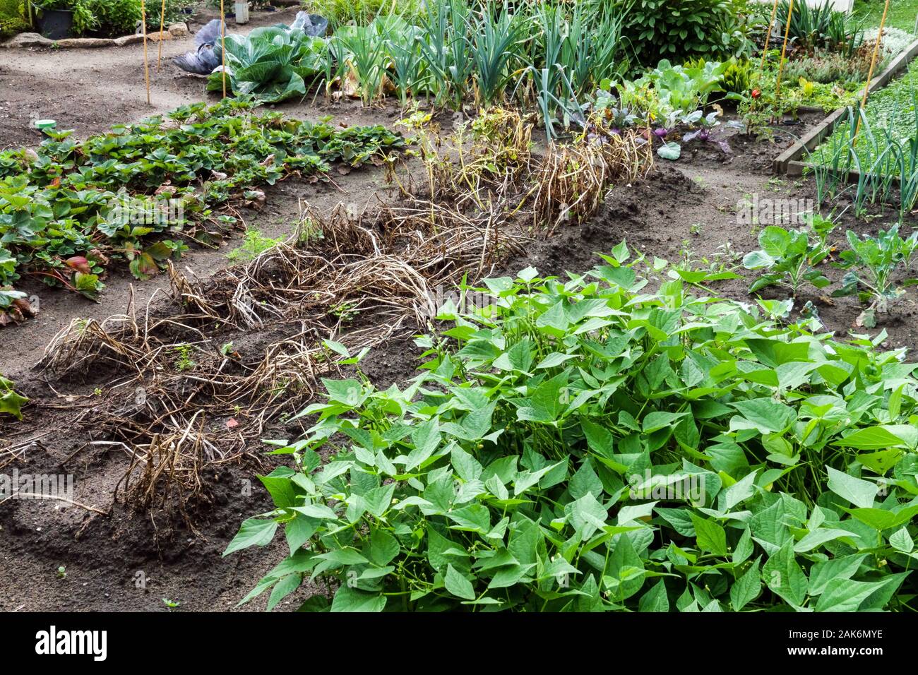 Jardinage jardin potager de la fin de l'été parcelle Banque D'Images