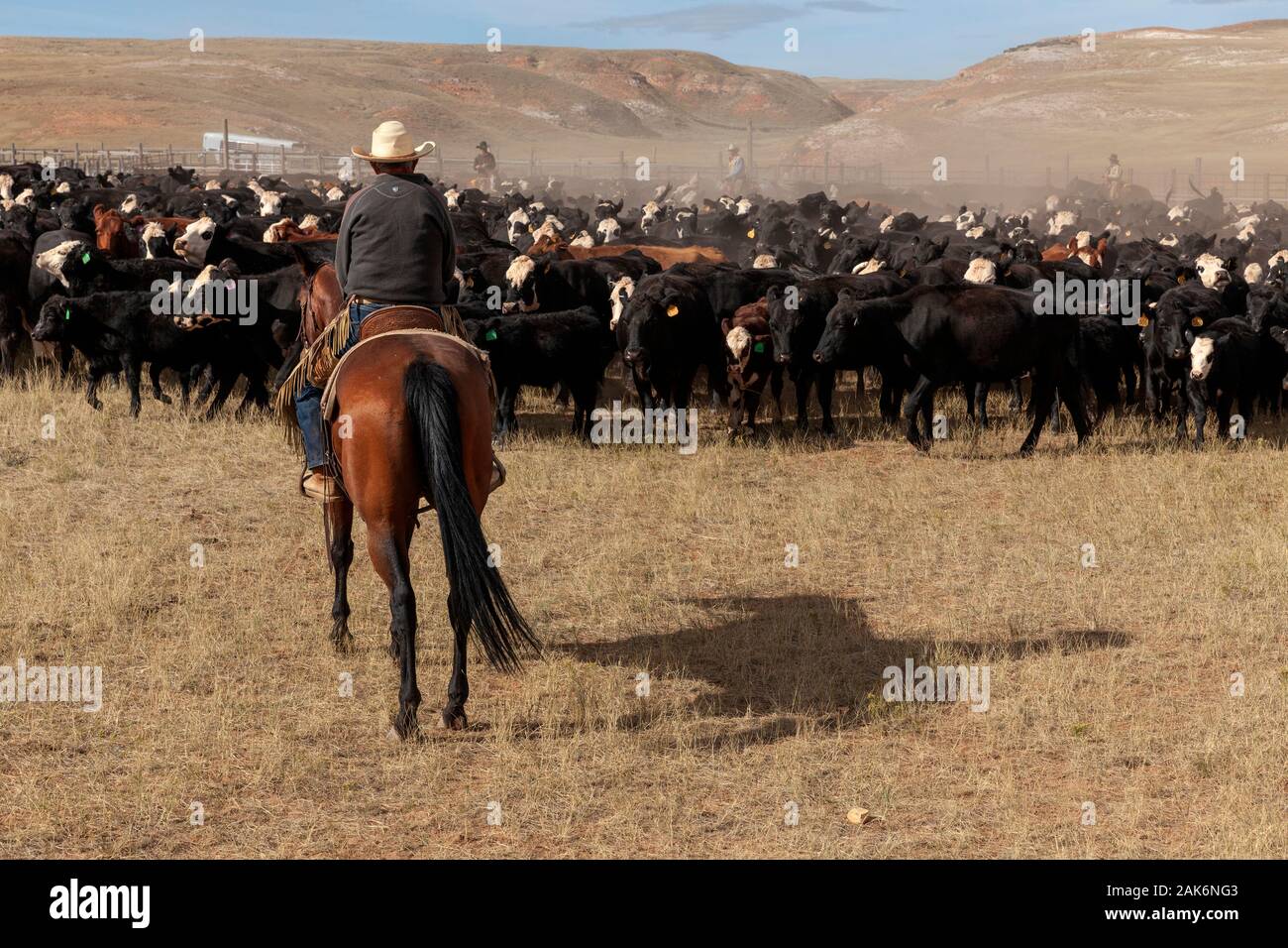 WY04136-00...WYOMING - Cowboys dans une ronde de bovins sur le Willow Creek Ranch. Banque D'Images