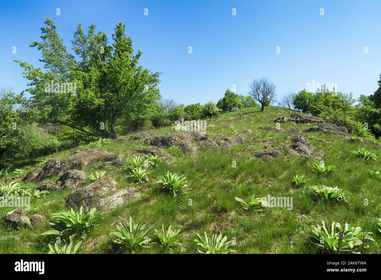 Arbre vert sur une colline Banque D'Images