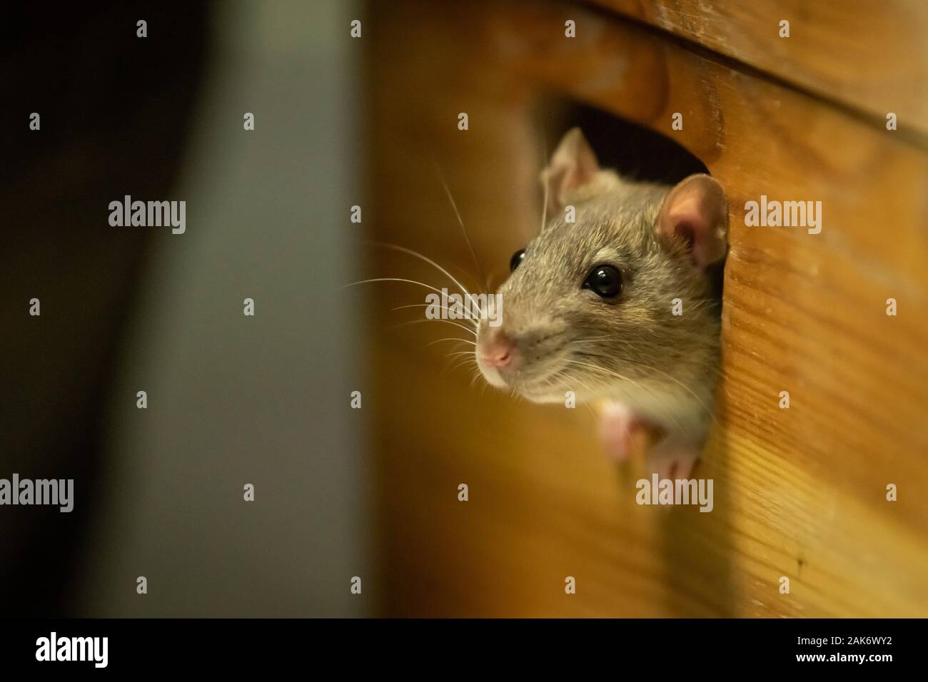 Un rat mignon à la recherche d'une boîte en bois Banque D'Images