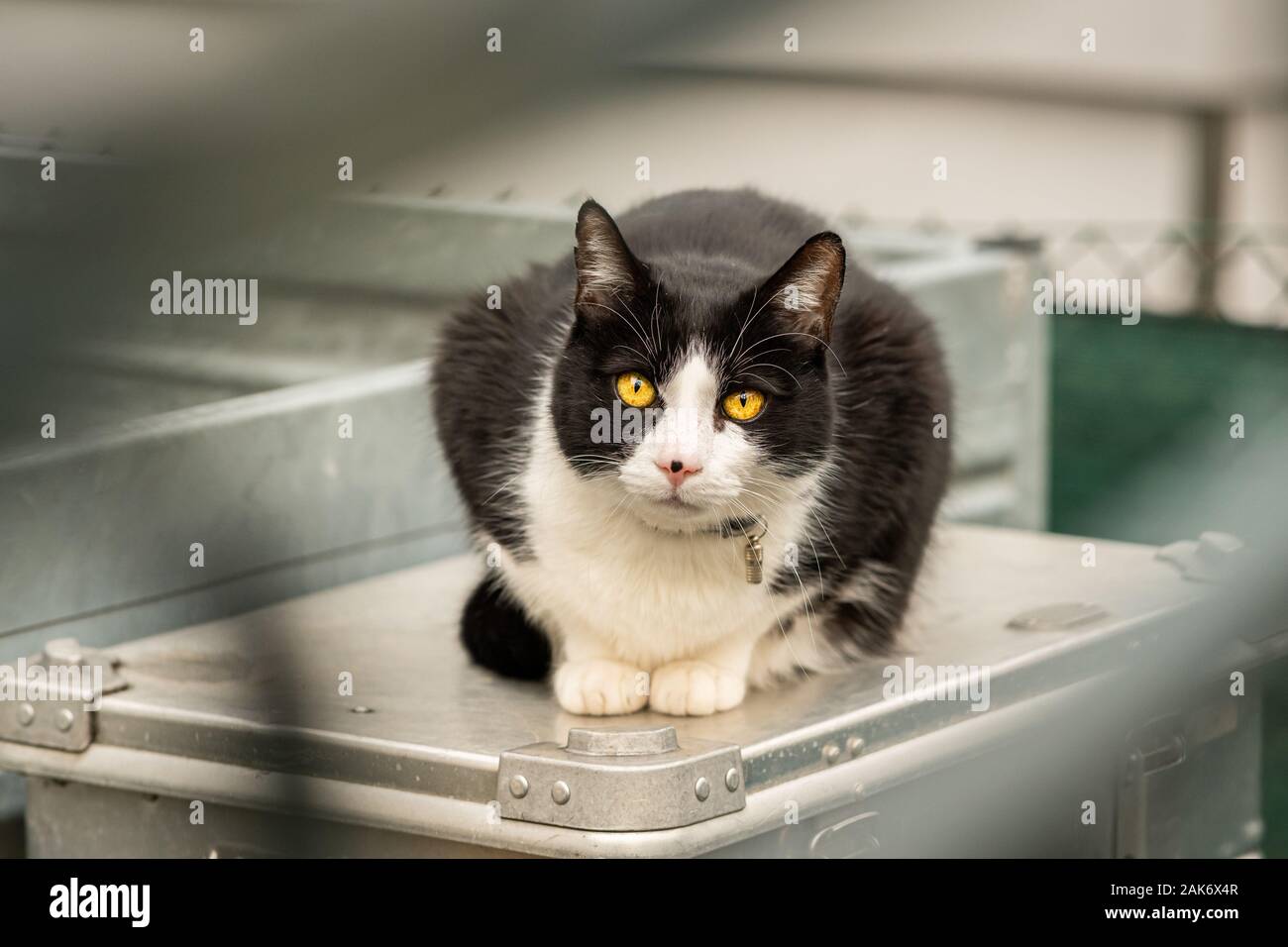 Un jeune noir et blanc couleur cat sitting Banque D'Images