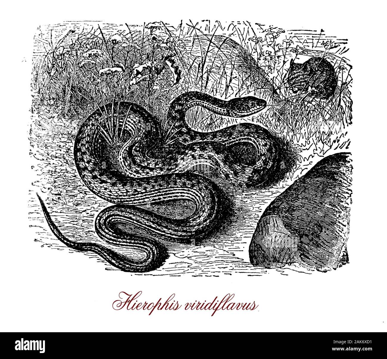 Whip Green snake est un très non venimeux serpent méditerranéen commun, il peut atteindre une longueur totale d'environ 150cm et se nourrit de lézards, grenouilles et des œufs d'oiseaux Banque D'Images