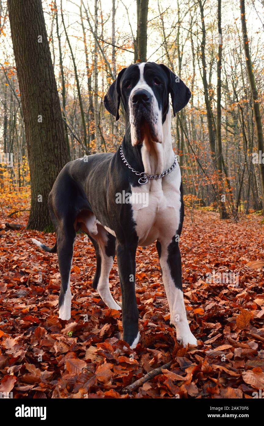 Beau chien de la race du Dogue Allemand, dans une forêt pendant la saison d'automne. Banque D'Images