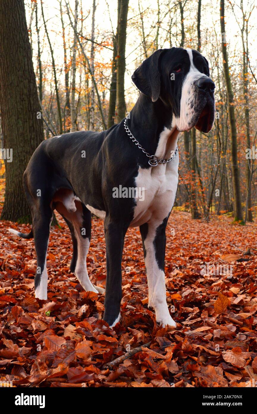 Beau chien de la race du Dogue Allemand, dans une forêt pendant la saison d'automne. Banque D'Images