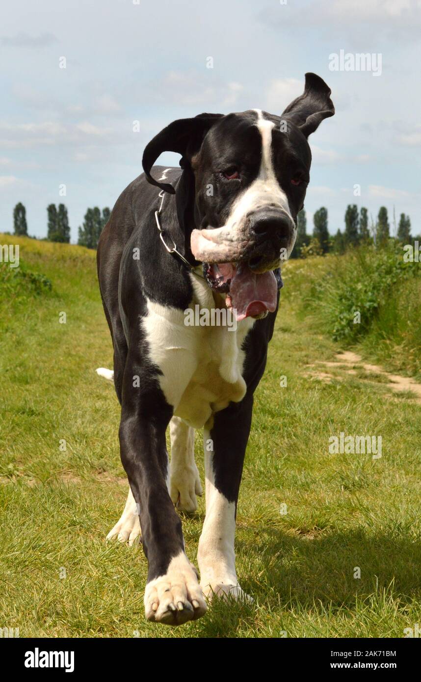 Une race de chien du Dogue Allemand, qui tourne au milieu des champs dans la campagne Banque D'Images