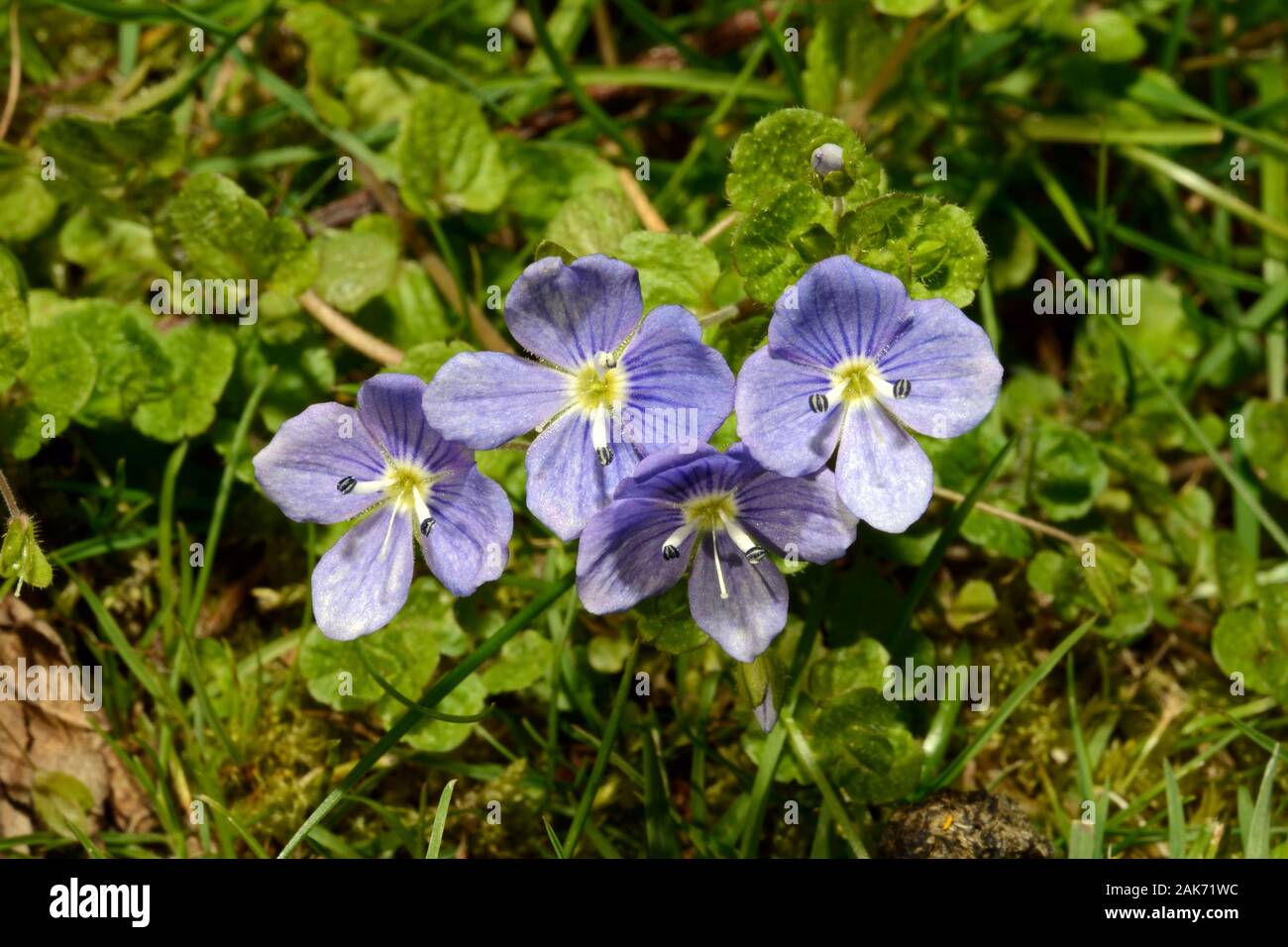 Veronica filiformis (slender speedwell) est originaire d'Europe orientale et d'Asie occidentale qui se produisent dans des endroits tels que les prairies herbeuses. Banque D'Images