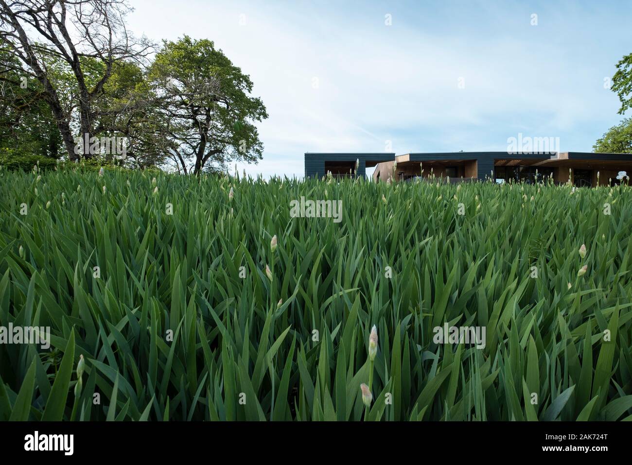 Sokol Blosser winery et salles de dégustation. Dayton. Oregon Banque D'Images