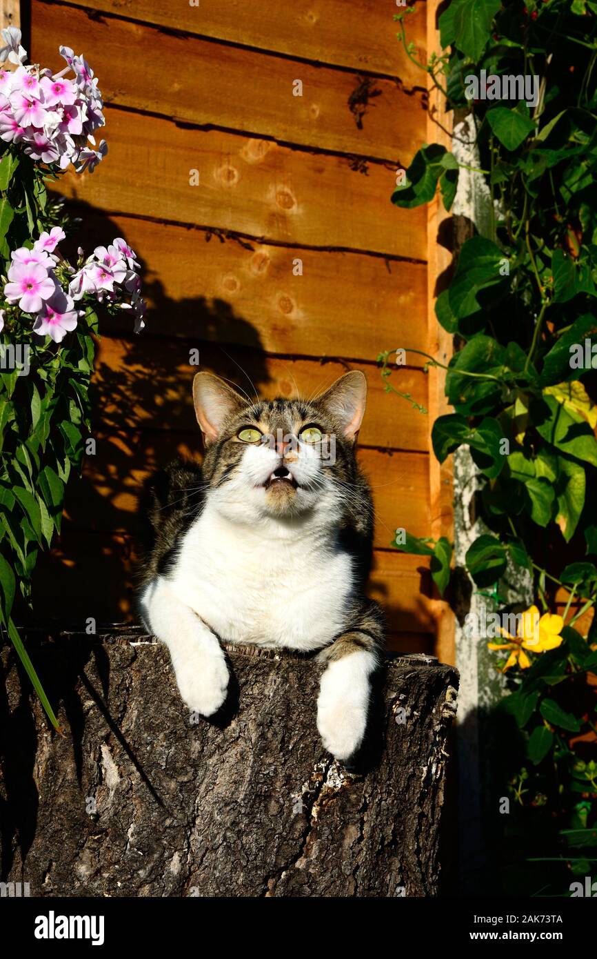 Un Chat Tabby Aux Cheveux Courts A La Recherche Jusqu Alors Qu Il Etait Assis Sur Une Souche D Arbre Dans Un Jardin Anglais Photo Stock Alamy