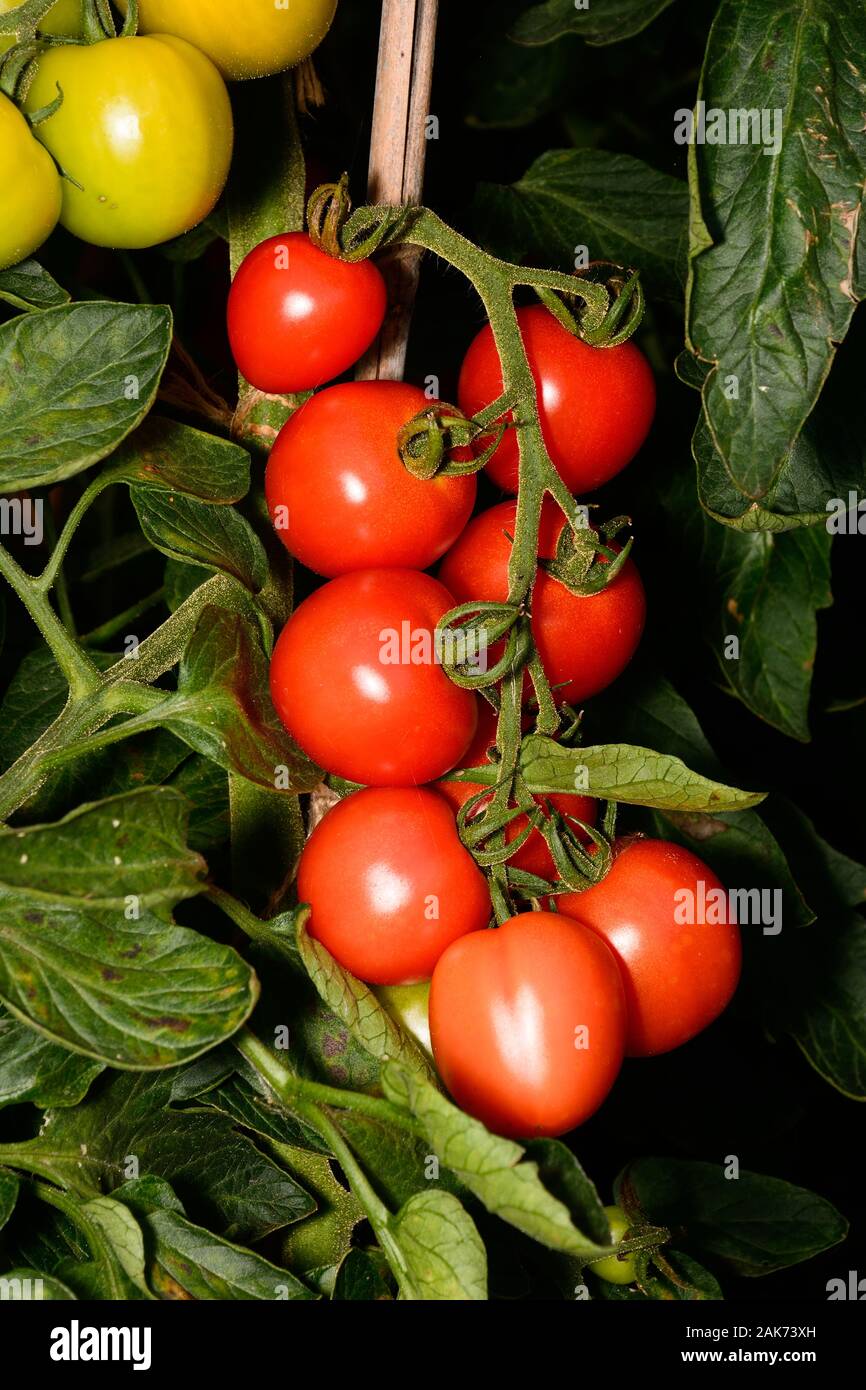 Le Mountain Magic variété de tomates mûrir sur la vigne, UK Banque D'Images
