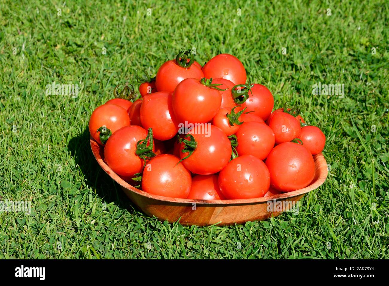 Un bol plein de Mountain Magic variété de tomates, UK Banque D'Images