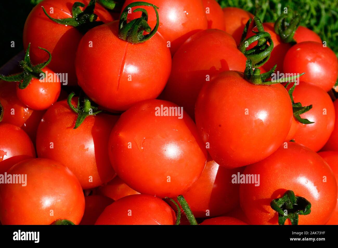 Un gros plan d'un bol plein de Mountain Magic variété de tomates, UK Banque D'Images