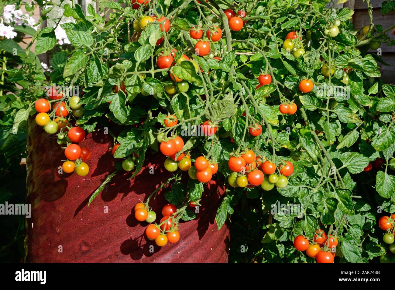 Losetto variété de mûrissement des tomates sur la vigne, UK Banque D'Images