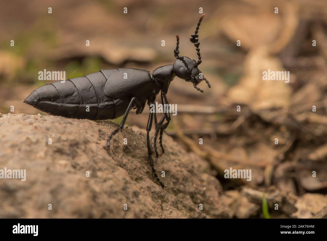 Un homme strigulosus huile beetle (Meloe) de l'Orient Bay Hills dans un parc régional au-dessus de Berkeley, en Californie. Banque D'Images
