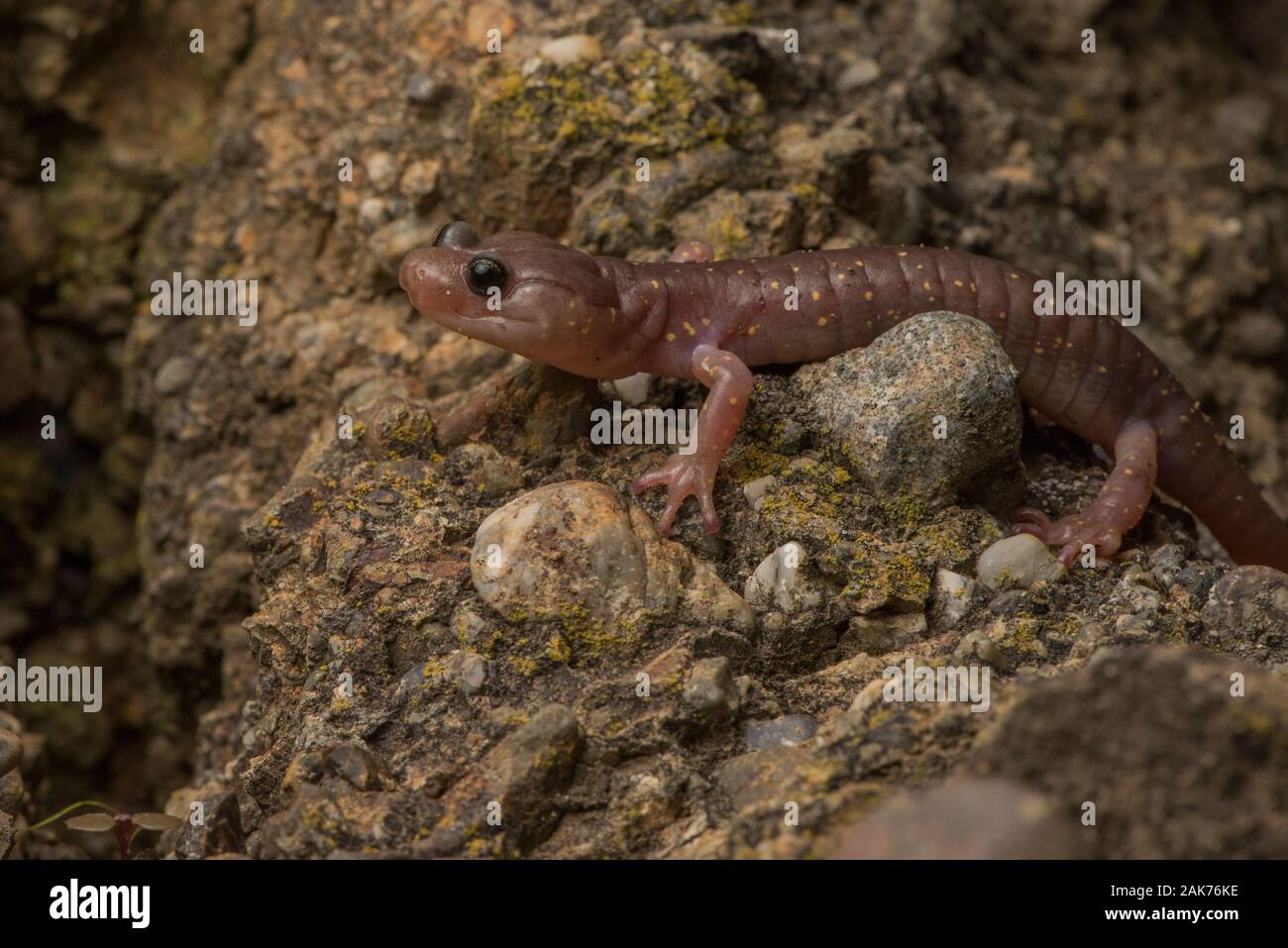 Une salamandre arboricole (Aneides lugubris) monte un mur de pierre dans l'un de l'East Bay regional parks en Californie, USA. Banque D'Images