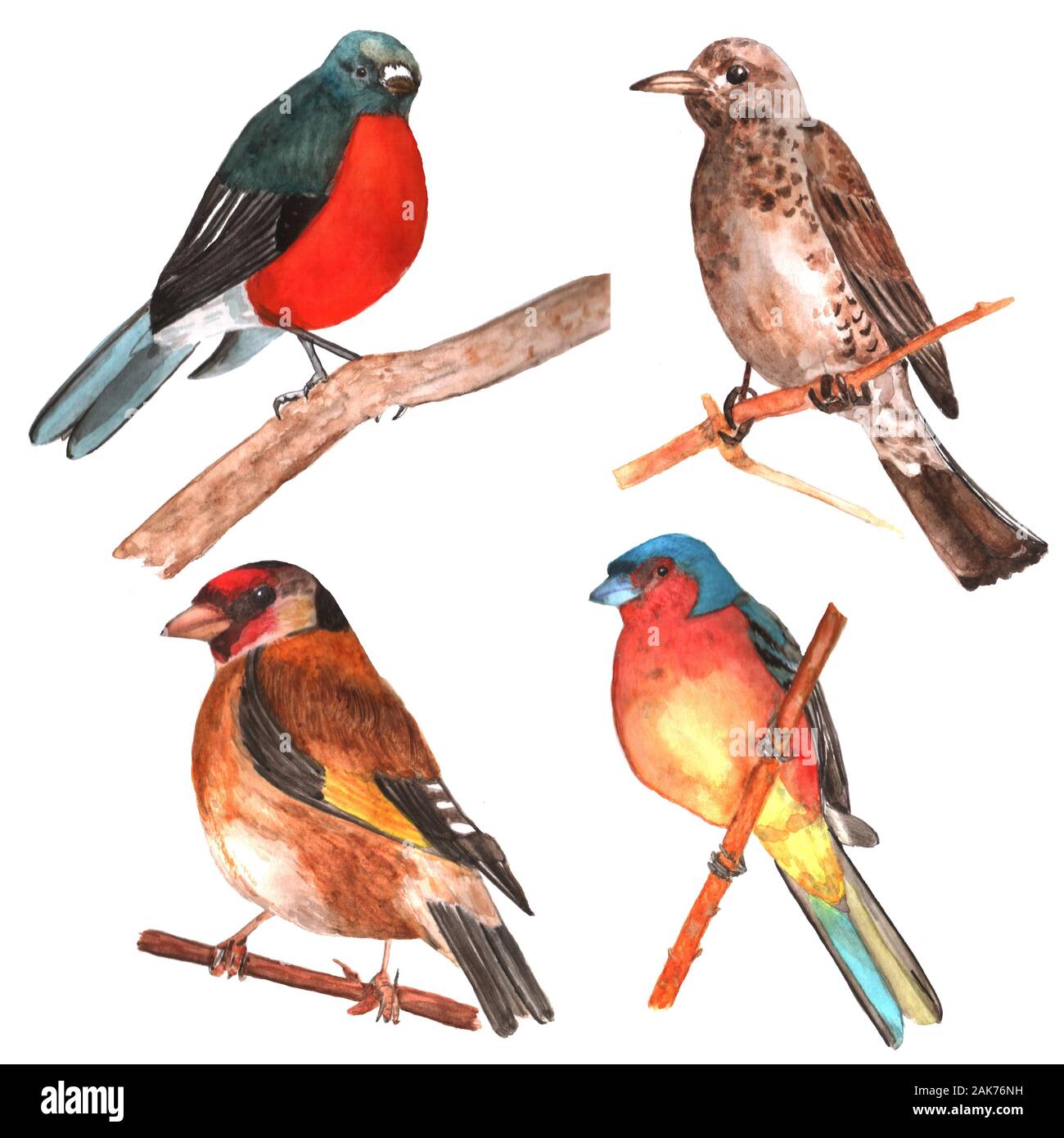 Ensemble d'oiseaux aquarelles Banque D'Images