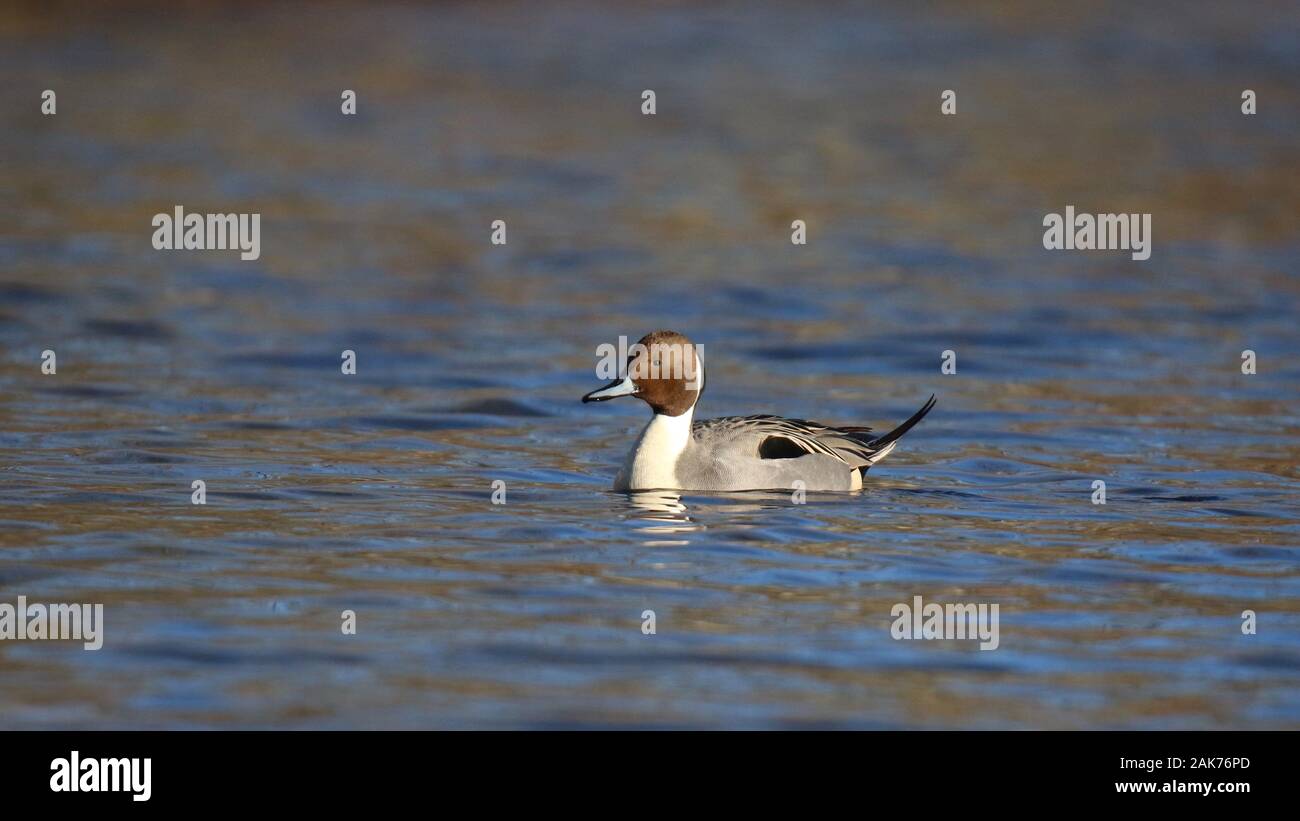 Mâles du Canard pilet Anas acuta natation sur un étang en hiver Banque D'Images