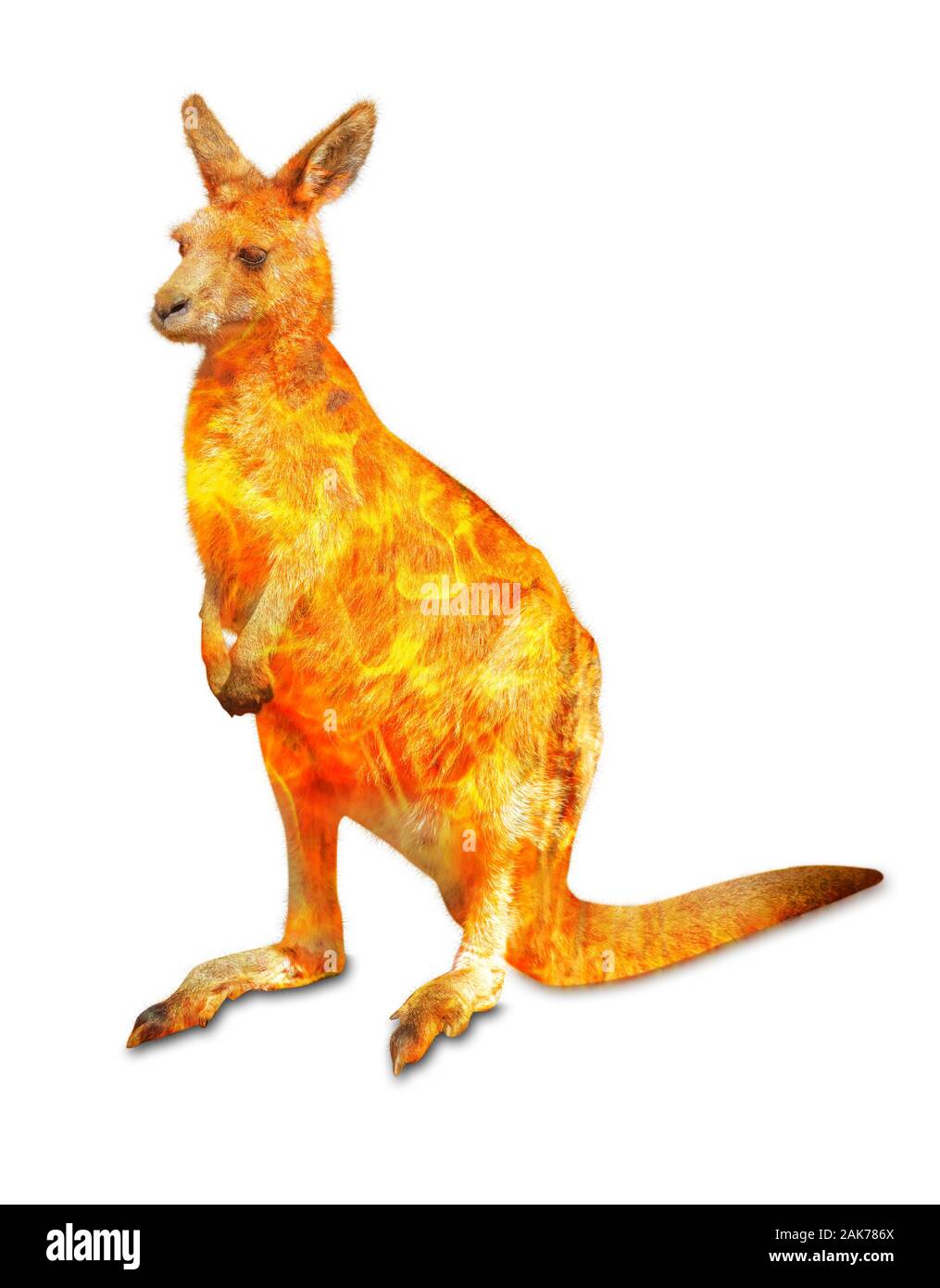 À propos de la composition de la faune kangourou dans la brousse australienne en 2020. Kangourou permanent avec le feu isolé sur fond blanc. Macropus rufus Banque D'Images