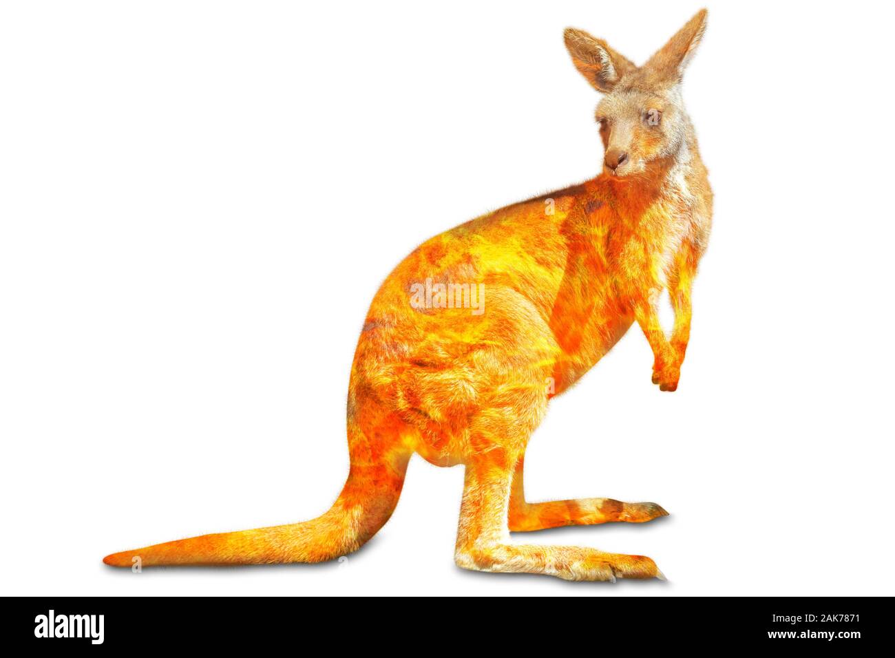À propos de la composition de la faune kangourou dans la brousse australienne en 2020. Kangourou permanent avec le feu isolé sur fond blanc. Macropus rufus Banque D'Images