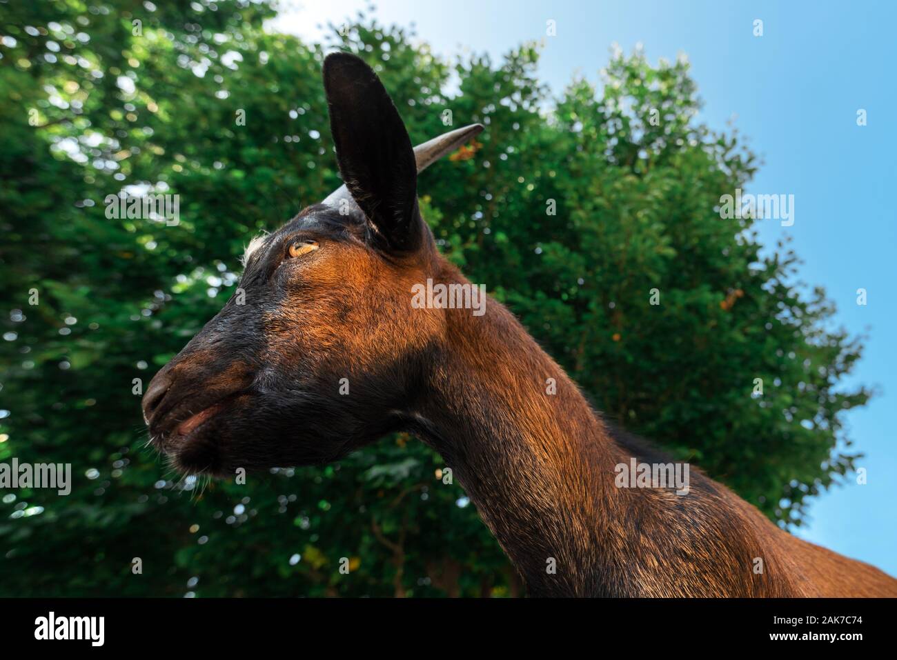 La chèvre de montagne alpine kid, low angle view of young animal domestique Banque D'Images