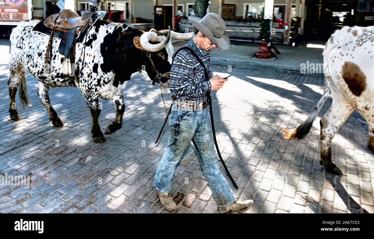 Fort Worth, au Texas, Jan.4,2020 - Longhorn cattle drive au Fort Worth Stockyards. Avec : texting and driving un grand mâle. Banque D'Images