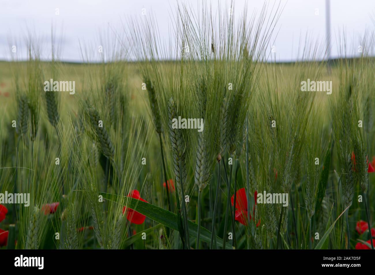 Les champs avec des pâtes de blé dur vert vert et rouge coquelicots sur la Sicile, Italie close up Banque D'Images
