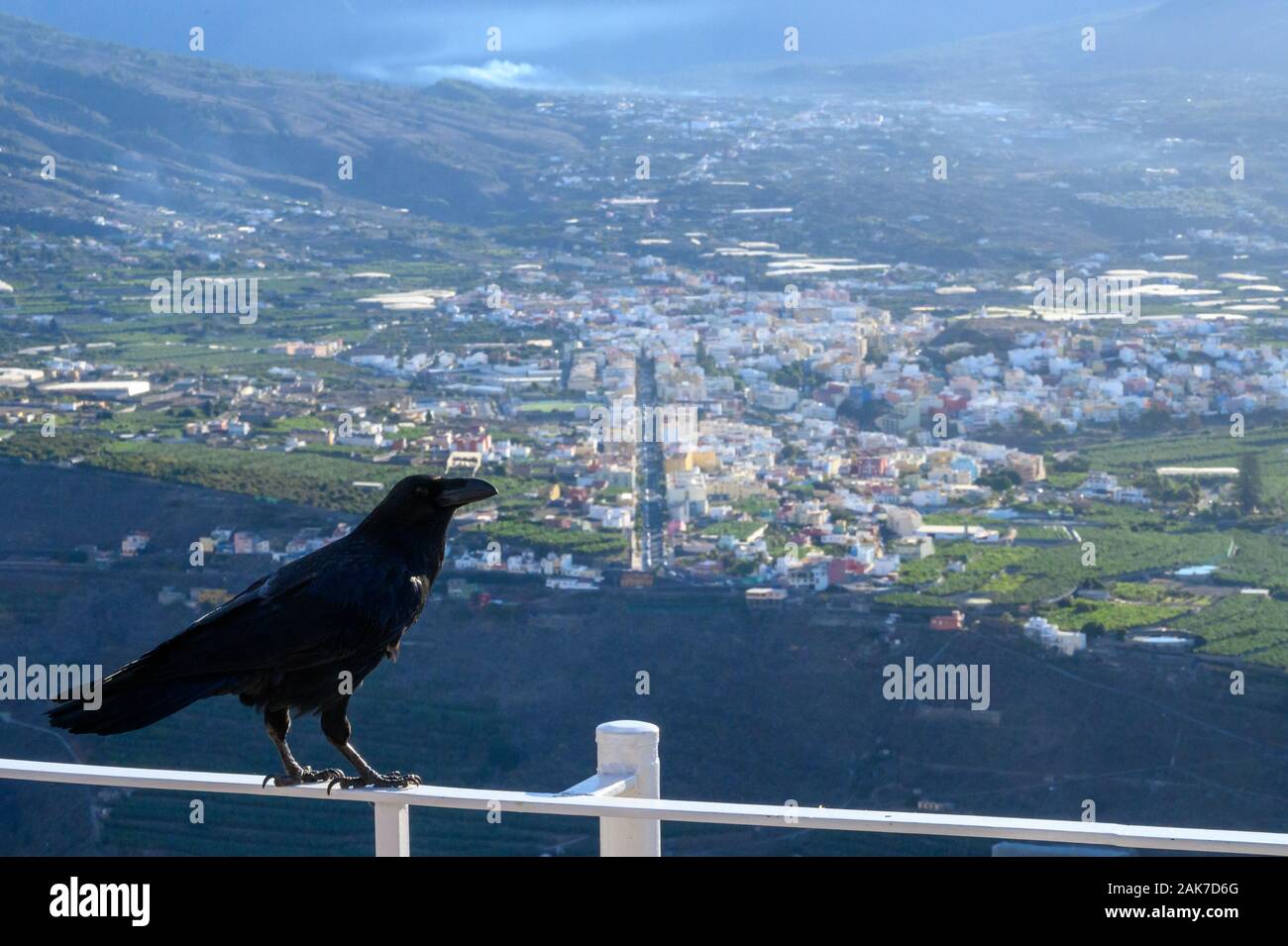 Smart Black Canary Crow Raven ou oiseau, pas peur des gens, assis sur point de vue sur l'île de La Palma, îles Canaries, Espagne Banque D'Images