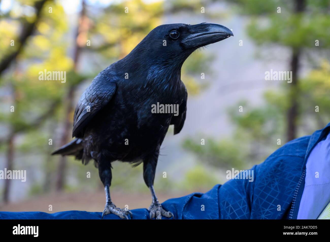Smart Black Canary Crow Raven ou oiseau, pas peur des gens, sur banc en forêt Caldera de Taburiente, l'île de La Palma, îles Canaries, Espagne Banque D'Images