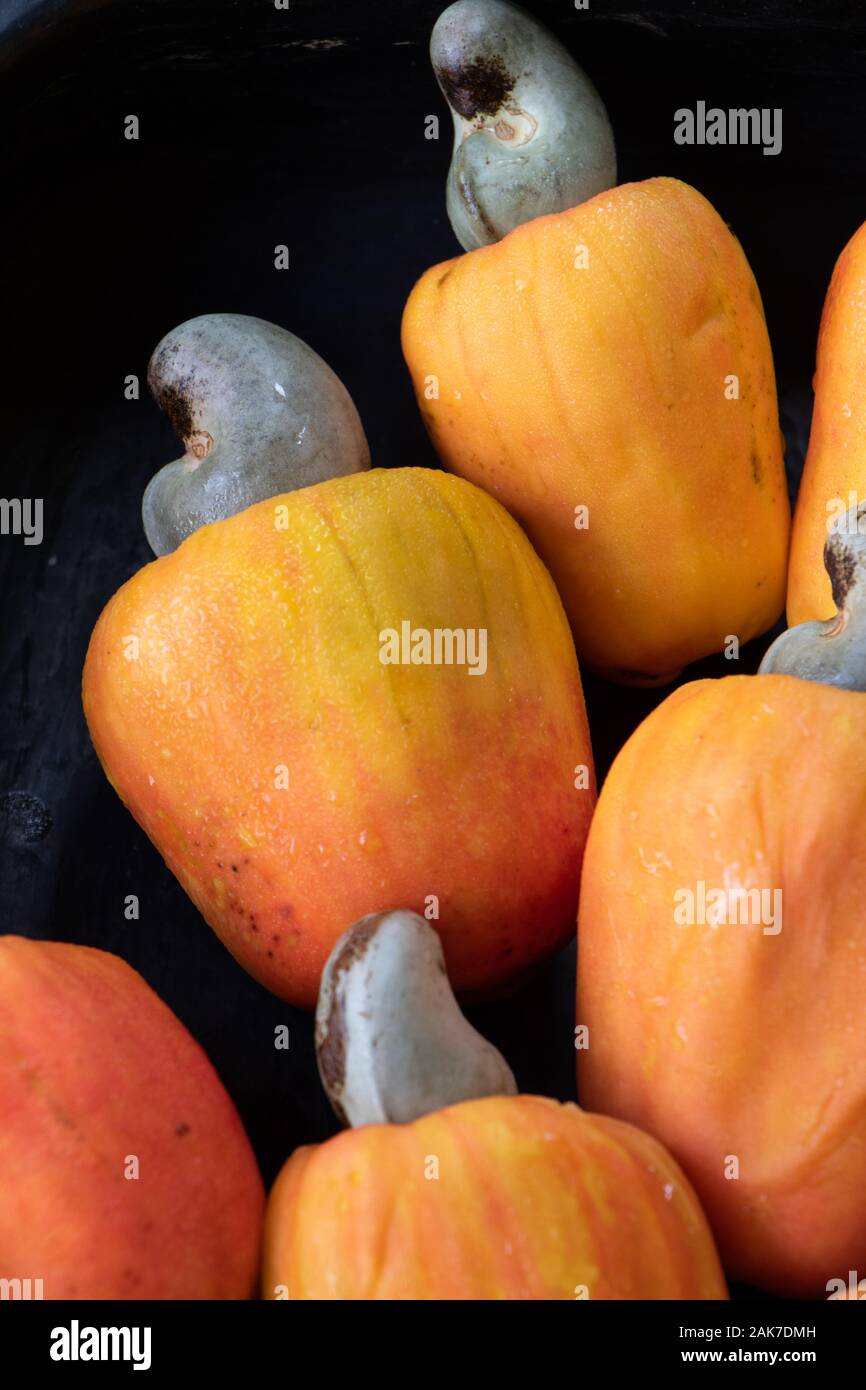 Recife, 29/12/2020. Fruits tropicaux de cajou au nord-est du Brésil. Banque D'Images