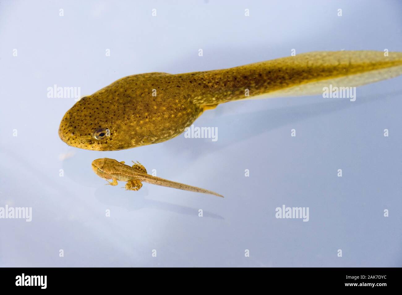 Tadpole de LA GRENOUILLE HAUSSIÈRE américaine (Lithobates catesbeianus), aux côtés de la grenouille commune (Rana temporaire) près du tadpole métamorphisé complet ou de la lave. Banque D'Images