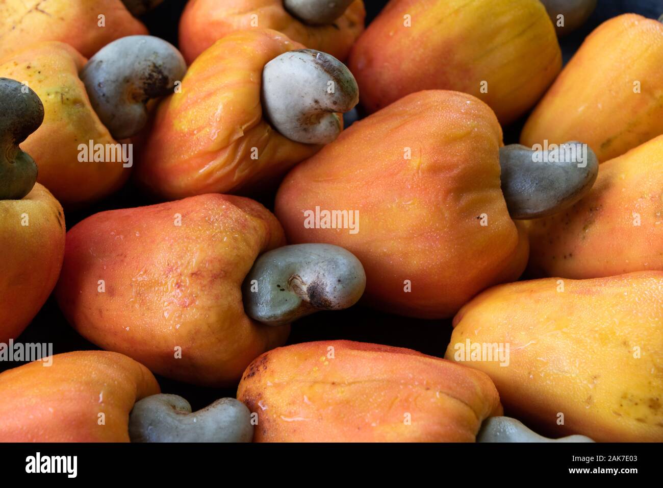 Recife, 29/12/2020. Fruits tropicaux de cajou au nord-est du Brésil. Banque D'Images