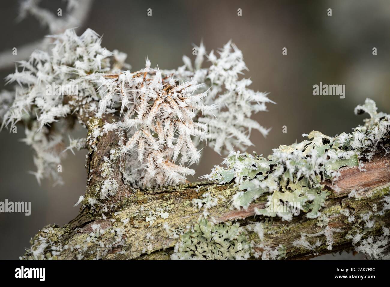 Givre sur Rowan Tree à Abernethy forest en Ecosse. Banque D'Images