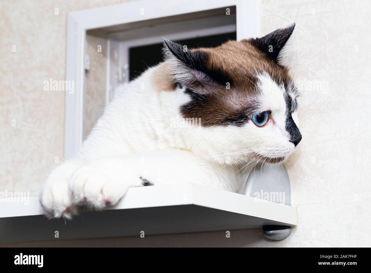 Un Chat De Race Demi Snow Shoe Regarde Par Le Trou Pour Les Chats Dans L Appartement Museau D Un Chat Et Pattes Avant Close Up Selective Focus Photo Stock Alamy