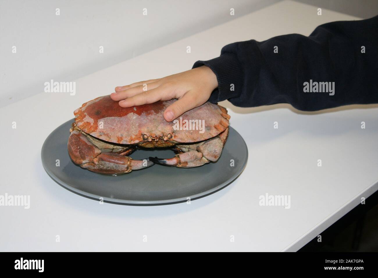 La main de l'homme d'en haut sur le crabe close-up Banque D'Images
