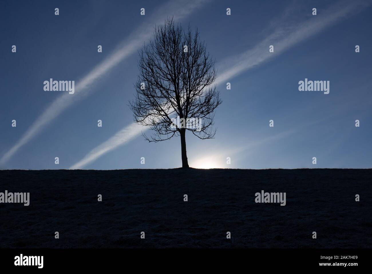 Silhouette d'un arbre sur une colline avec des trainées d'avions dans le ciel bleu clair Banque D'Images