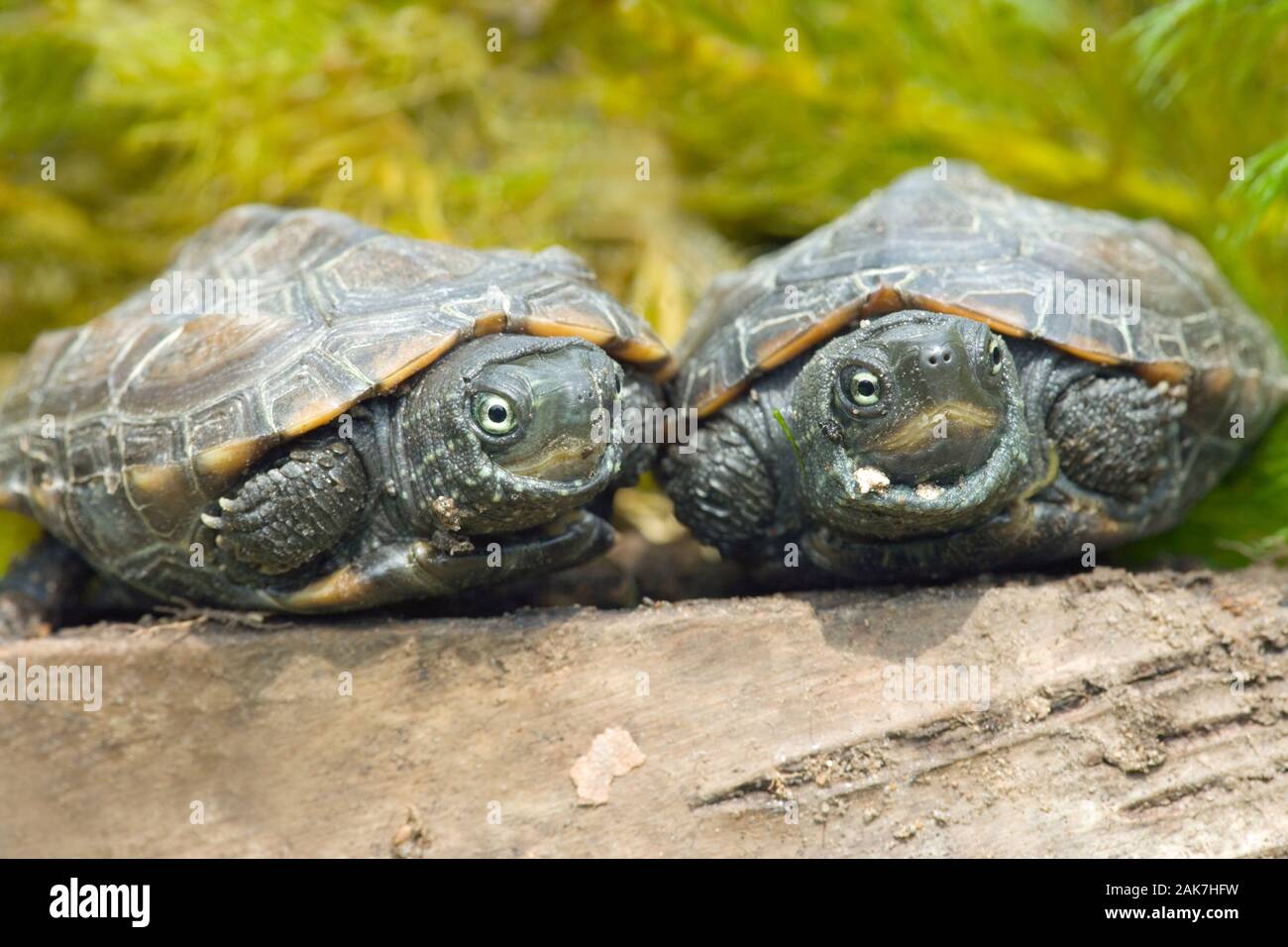 REEVES (TORTUE Chinemys reevesi). Natif du Japon et de la Chine. Banque D'Images