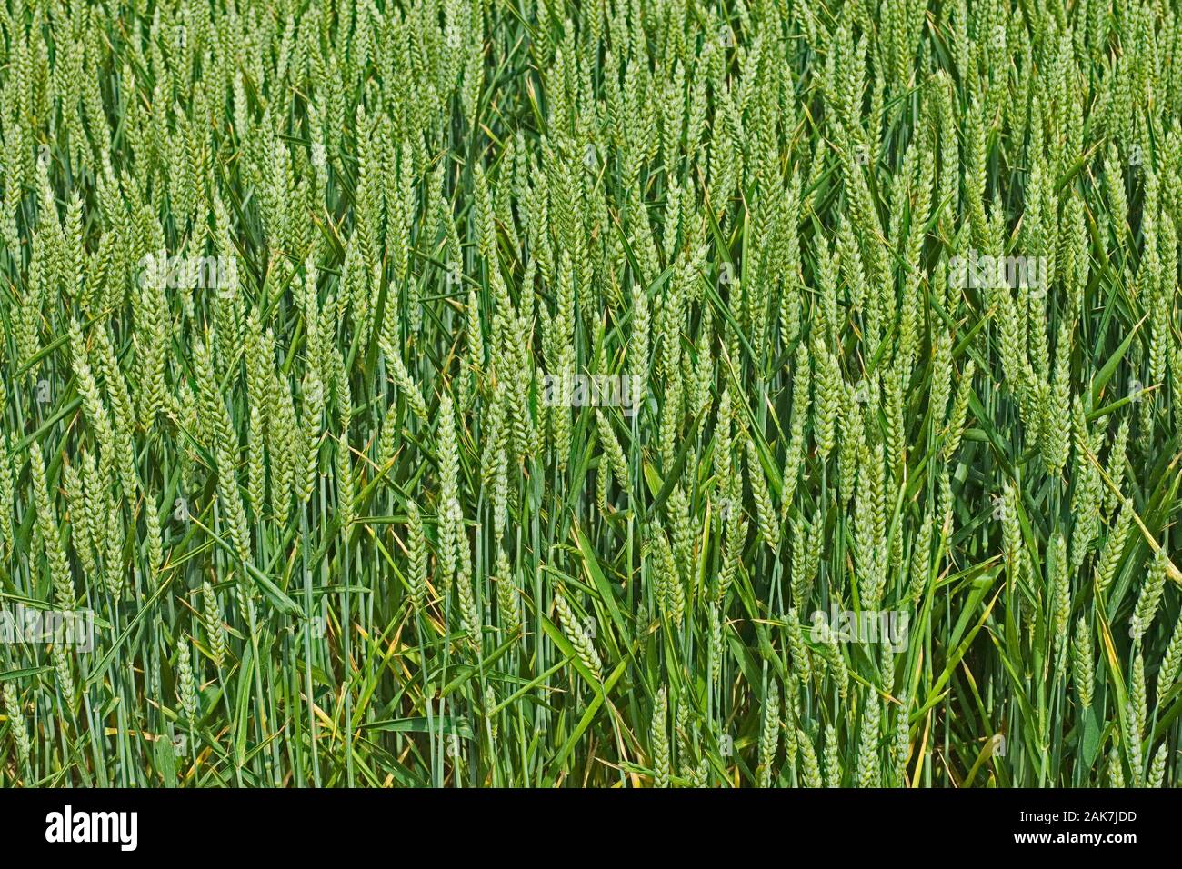 Blé (Triticum sp.) têtes de graine remplissant mais encore à mûrir pour la récolte. De juin. Le Norfolk. Banque D'Images